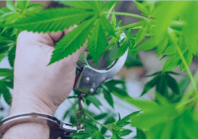 How Many Marijuana Arrests in Montana.png