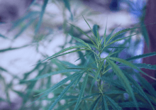 Montana Marijuana Tax Revenue 2025.png